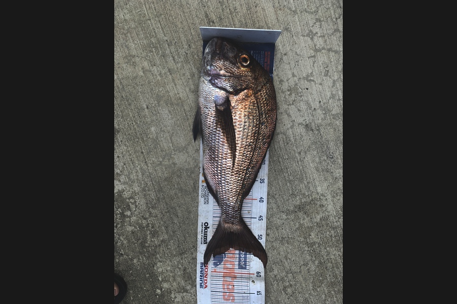 Mark Piskulic caught this 53.0cm Snapper at Northland during The Export NZ Fishing Competition